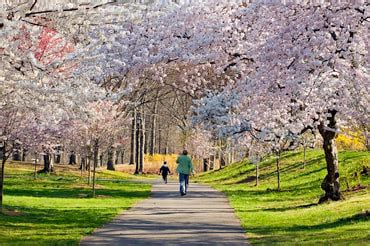 branch brook park webcam|Cherry Blossom Season Essex County Branch Brook Park